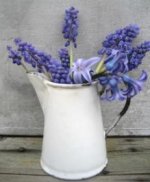 grape hyacinths in little enamel pitcher.jpg