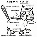 схема кота.jpg