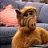 Alf